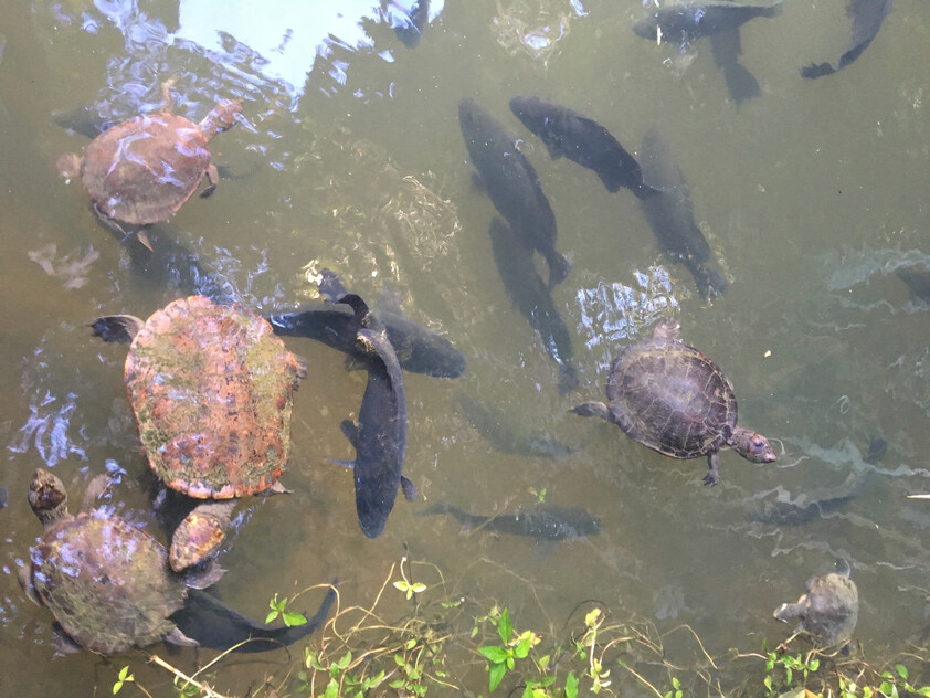 The closest Wet Tropics World Heritage river-based experience to Cairns