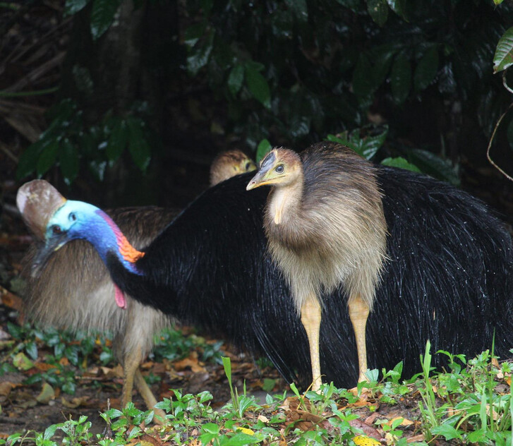 The closest Wet Tropics World Heritage river-based experience to Cairns
