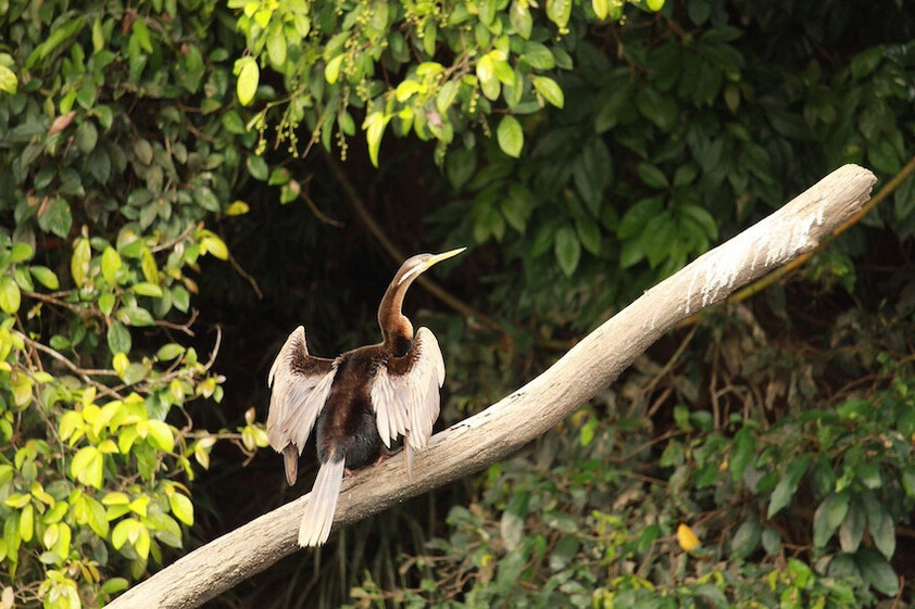 The closest Wet Tropics World Heritage river-based experience to Cairns