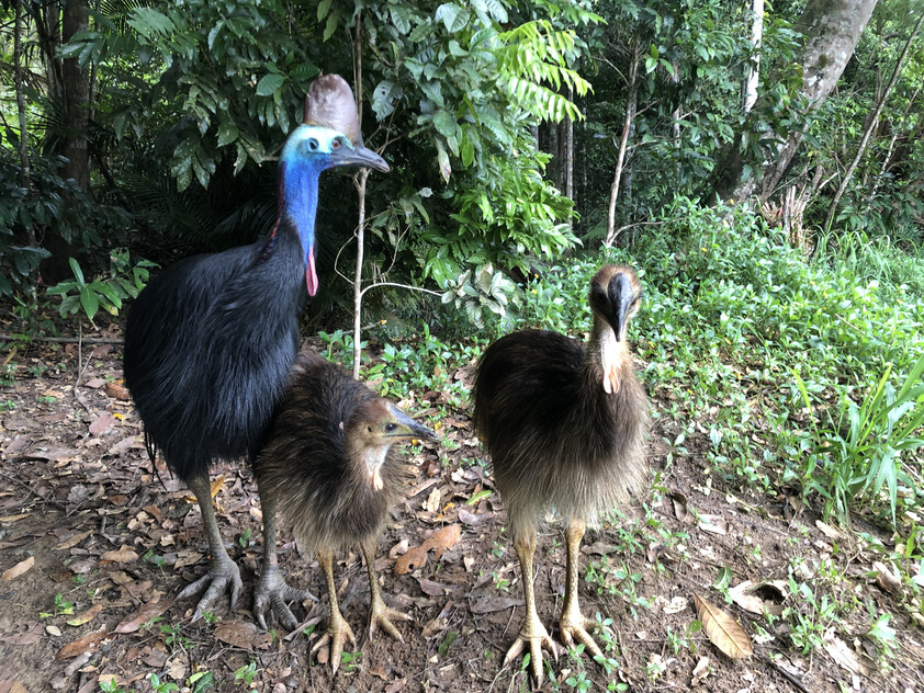 The closest Wet Tropics World Heritage river-based experience to Cairns
