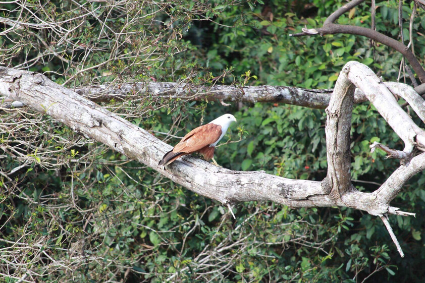 The closest Wet Tropics World Heritage river-based experience to Cairns