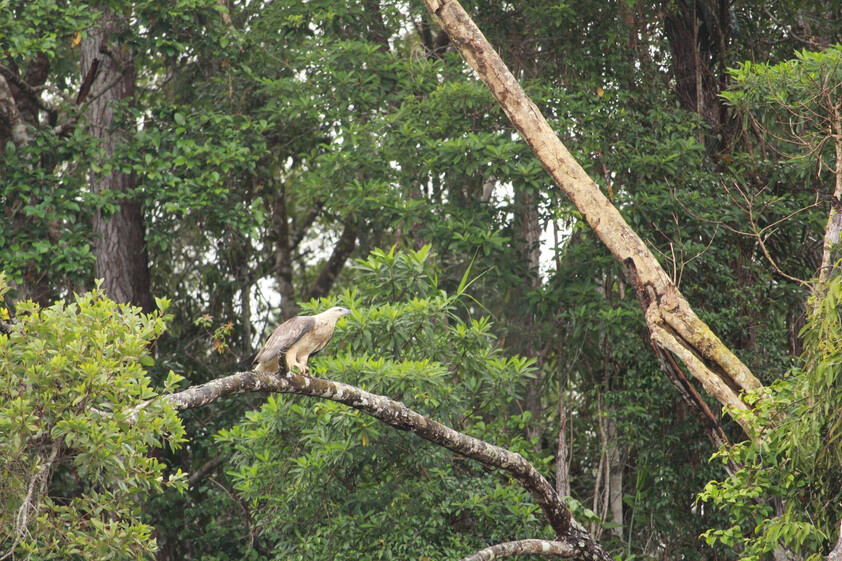 The closest Wet Tropics World Heritage river-based experience to Cairns