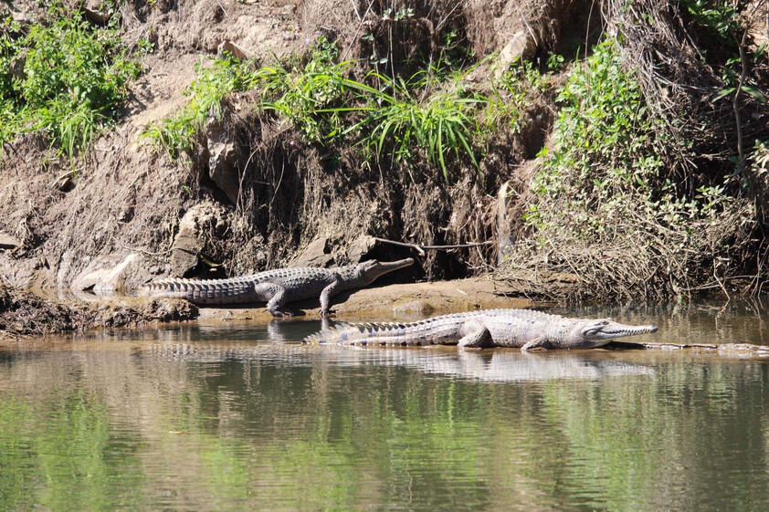 The closest Wet Tropics World Heritage river-based experience to Cairns