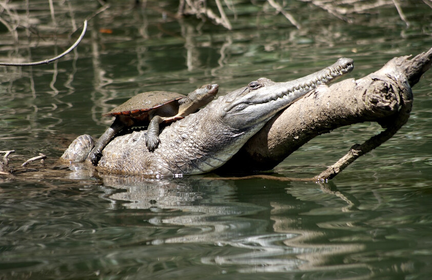 The closest Wet Tropics World Heritage river-based experience to Cairns