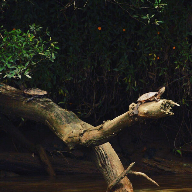 The closest Wet Tropics World Heritage river-based experience to Cairns