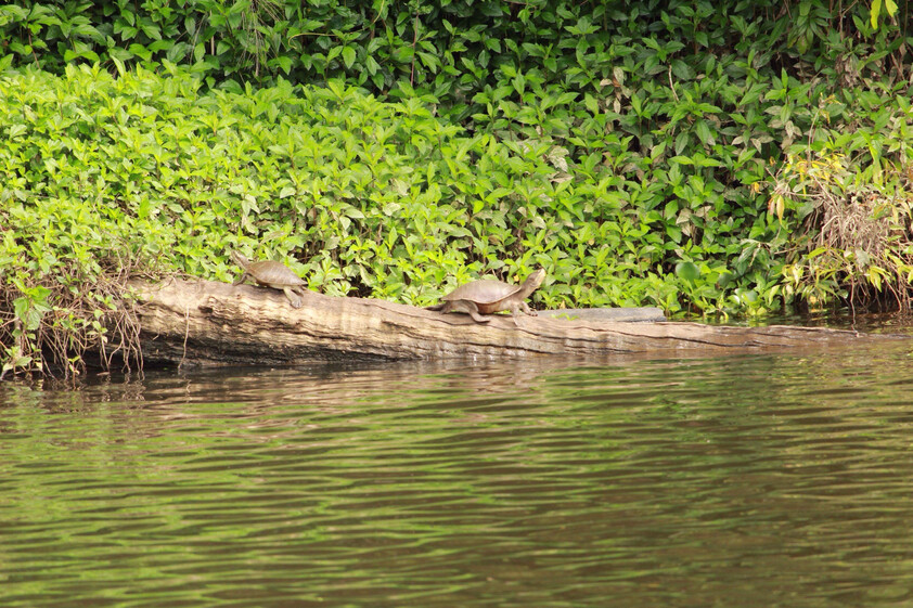 The closest Wet Tropics World Heritage river-based experience to Cairns