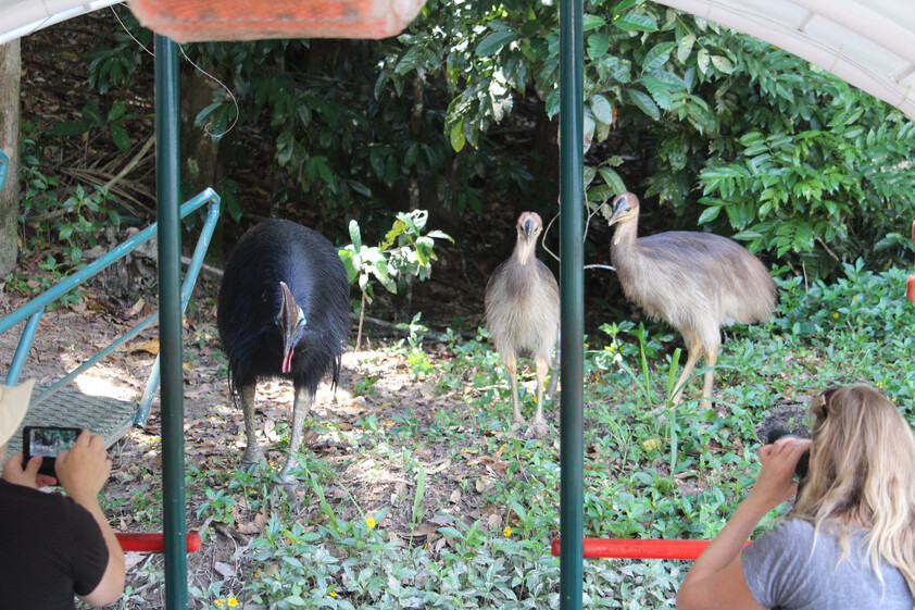 The closest Wet Tropics World Heritage river-based experience to Cairns