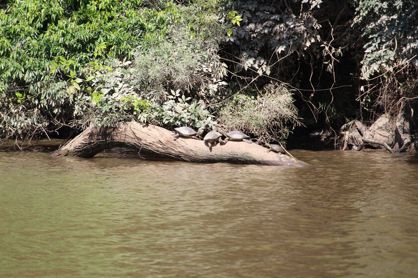 The closest Wet Tropics World Heritage river-based experience to Cairns