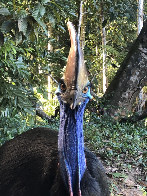 The closest Wet Tropics World Heritage river-based experience to Cairns