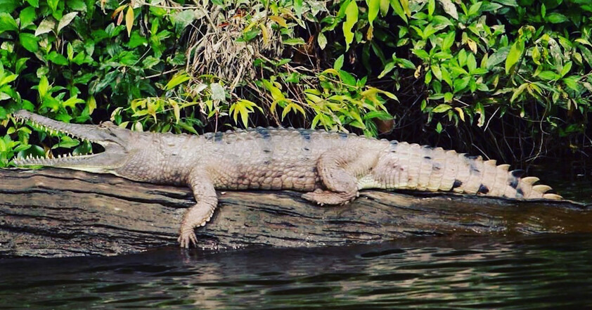 The closest Wet Tropics World Heritage river-based experience to Cairns