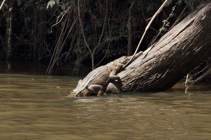 The closest Wet Tropics World Heritage river-based experience to Cairns