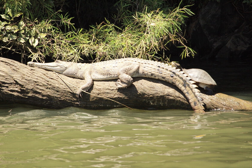The closest Wet Tropics World Heritage river-based experience to Cairns
