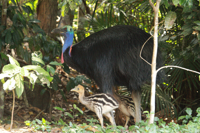 The closest Wet Tropics World Heritage river-based experience to Cairns