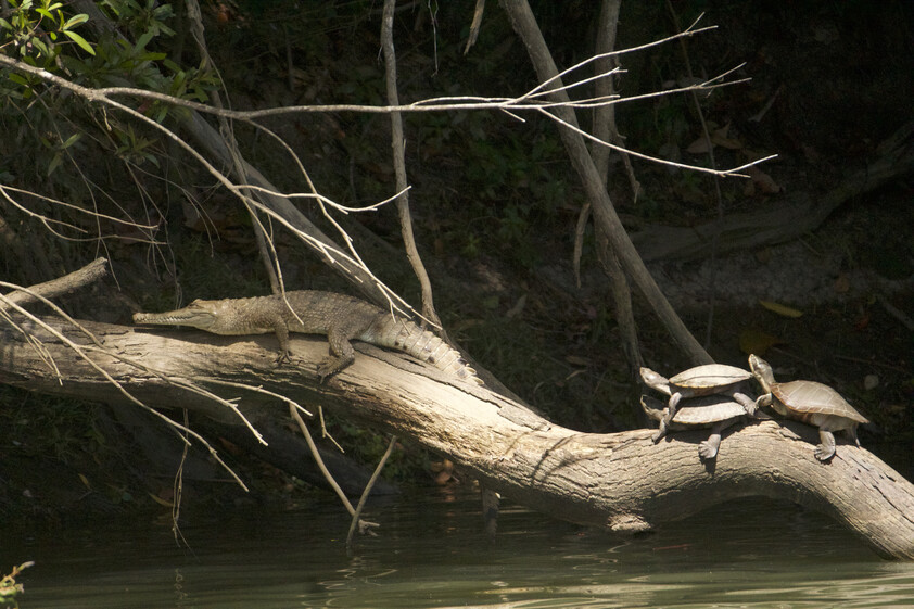The closest Wet Tropics World Heritage river-based experience to Cairns