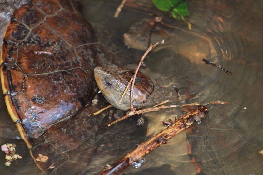 The closest Wet Tropics World Heritage river-based experience to Cairns