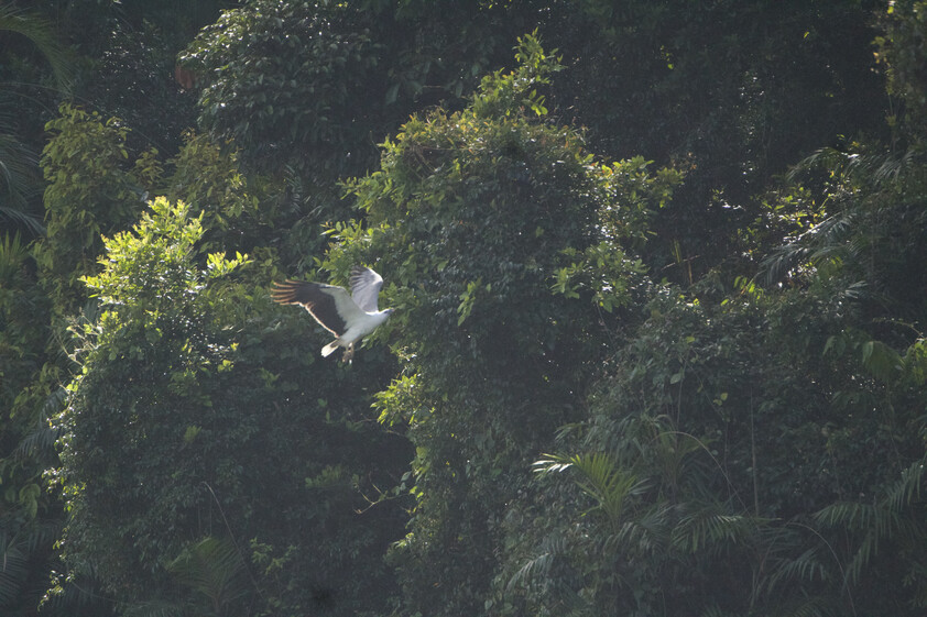 The closest Wet Tropics World Heritage river-based experience to Cairns