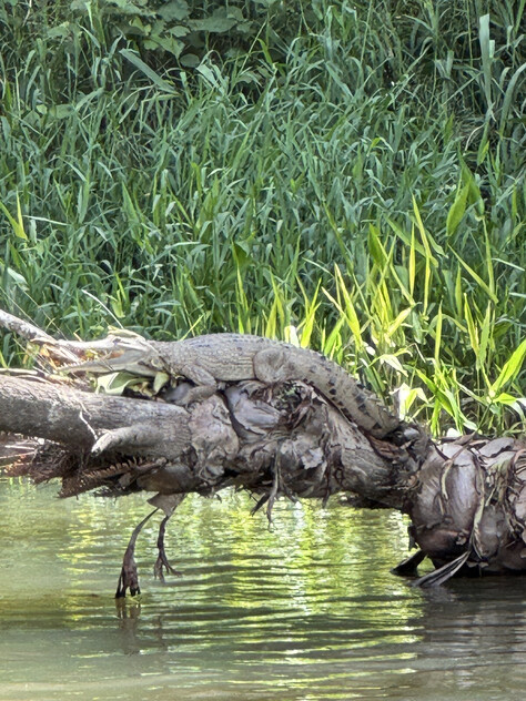 The closest Wet Tropics World Heritage river-based experience to Cairns
