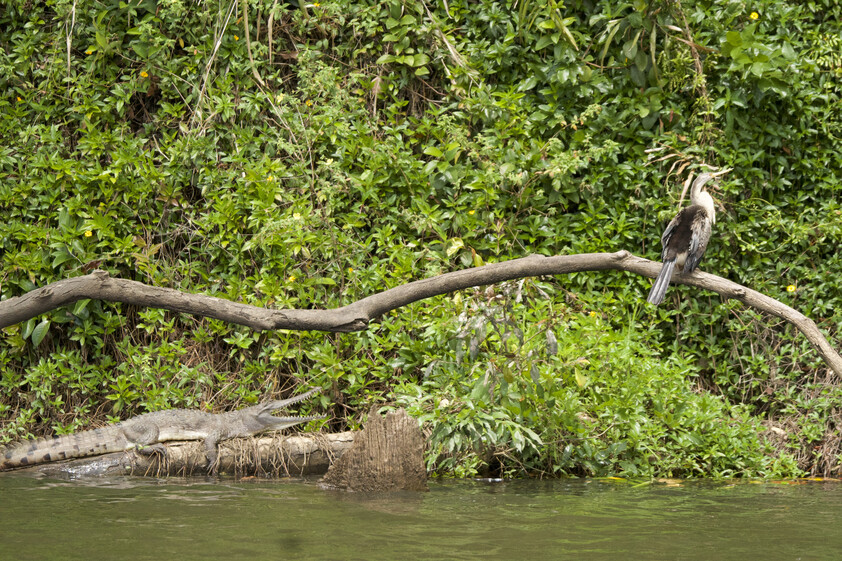 The closest Wet Tropics World Heritage river-based experience to Cairns