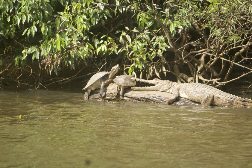 The closest Wet Tropics World Heritage river-based experience to Cairns