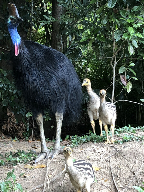 The closest Wet Tropics World Heritage river-based experience to Cairns