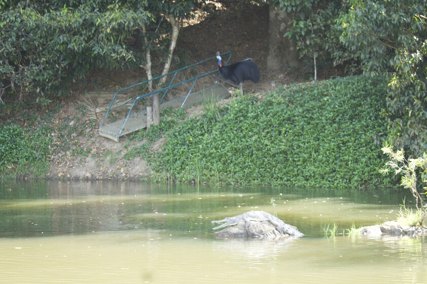 The closest Wet Tropics World Heritage river-based experience to Cairns