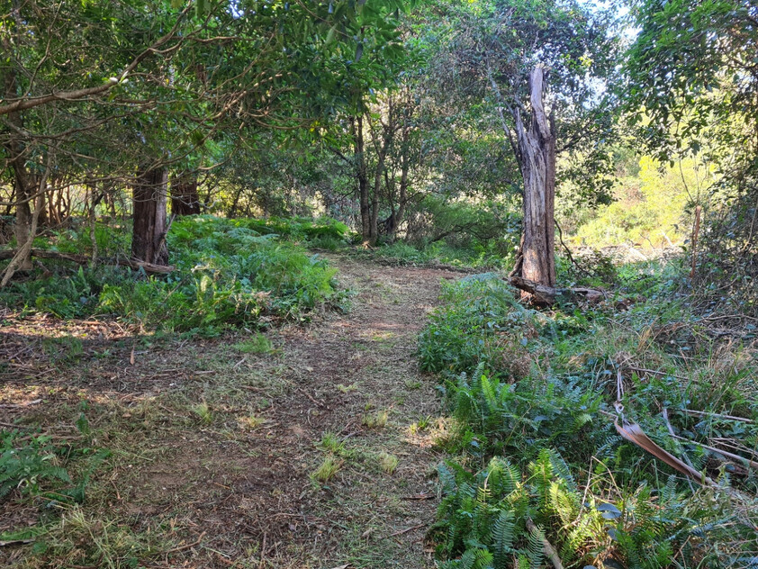 Charming and Versatile Bemboka Country Acreage