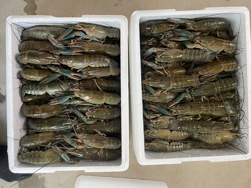 Certified Sustainable Aquaculture Farm & Business 12 Hectares, 206 Species Licence, Water Security, Solar and Expansion Potential