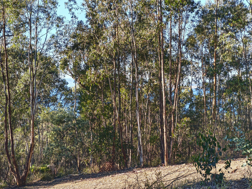 975m² of quiet cul-de-sac privacy with Derwent River views in Taroona