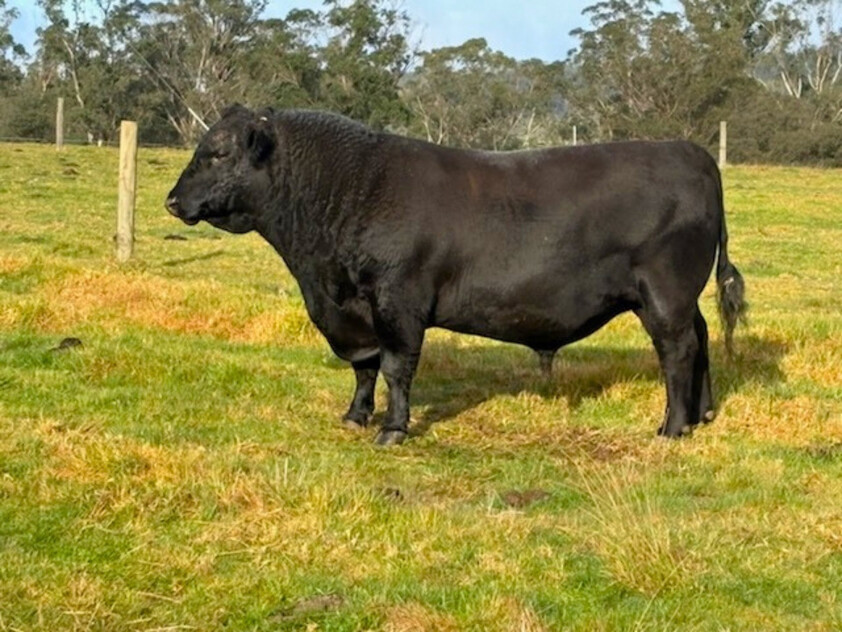 20.9ha Riverfront Farm with Quality Infrastructure & Livestock