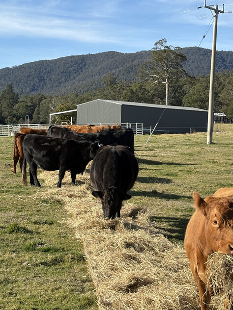 20.9ha Riverfront Farm with Quality Infrastructure & Livestock