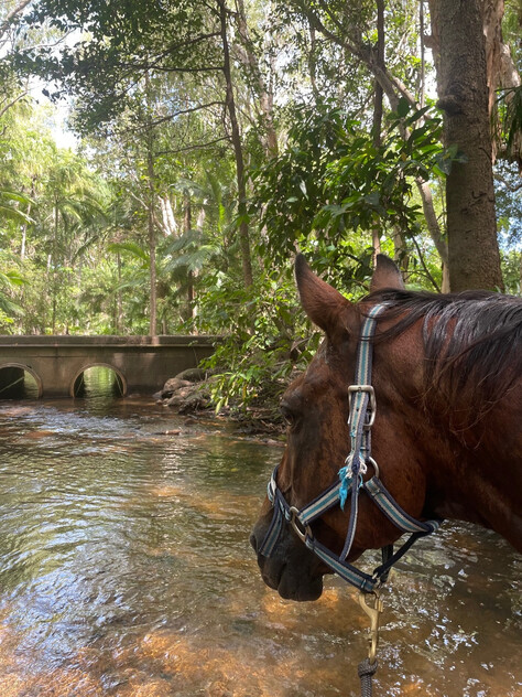 Rainforest Paradise with Two Homes, Premium Solar Infrastructure & Unlimited Lifestyle Potential