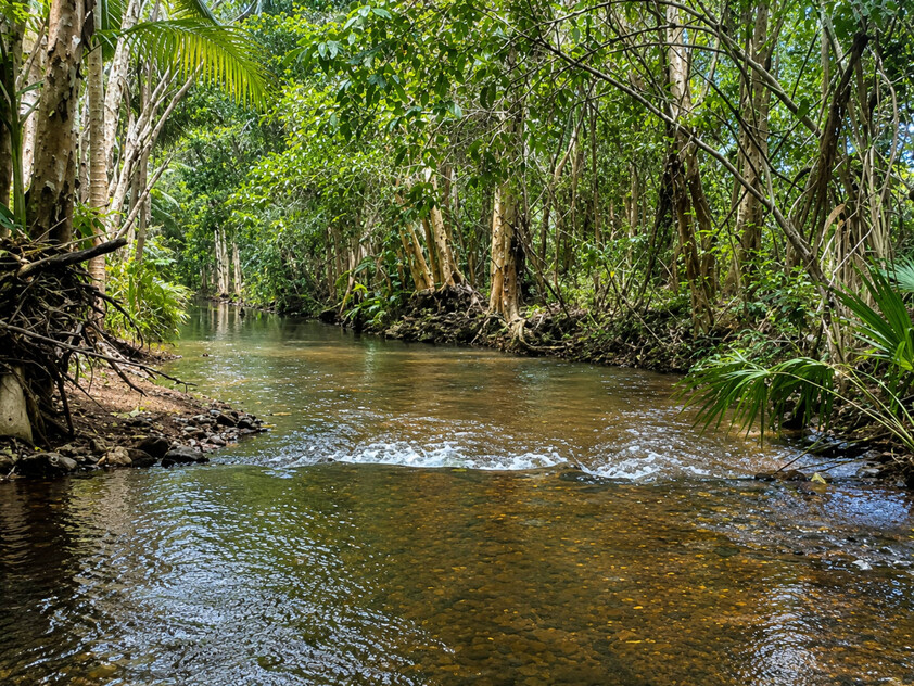 Rainforest Paradise with Two Homes, Premium Solar Infrastructure & Unlimited Lifestyle Potential