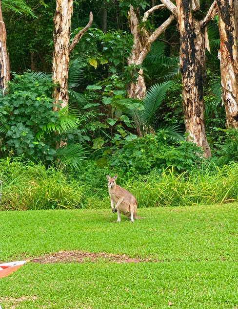 Rainforest Paradise with Two Homes, Premium Solar Infrastructure & Unlimited Lifestyle Potential