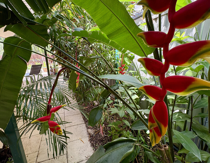Fantastic Fannie Bay Townhouse with Own Plunge Pool