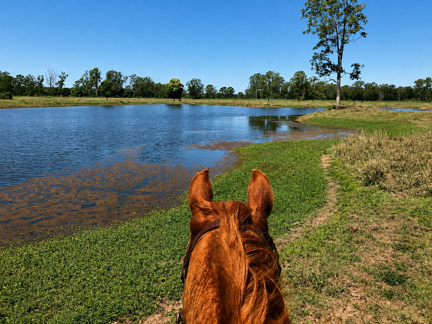 'Rosehill" 240 Acre Water-Secure Intensive Cattle & Fodder Enterprise Glen Echo Gympie Region Queensland - Family Owned since 1958.