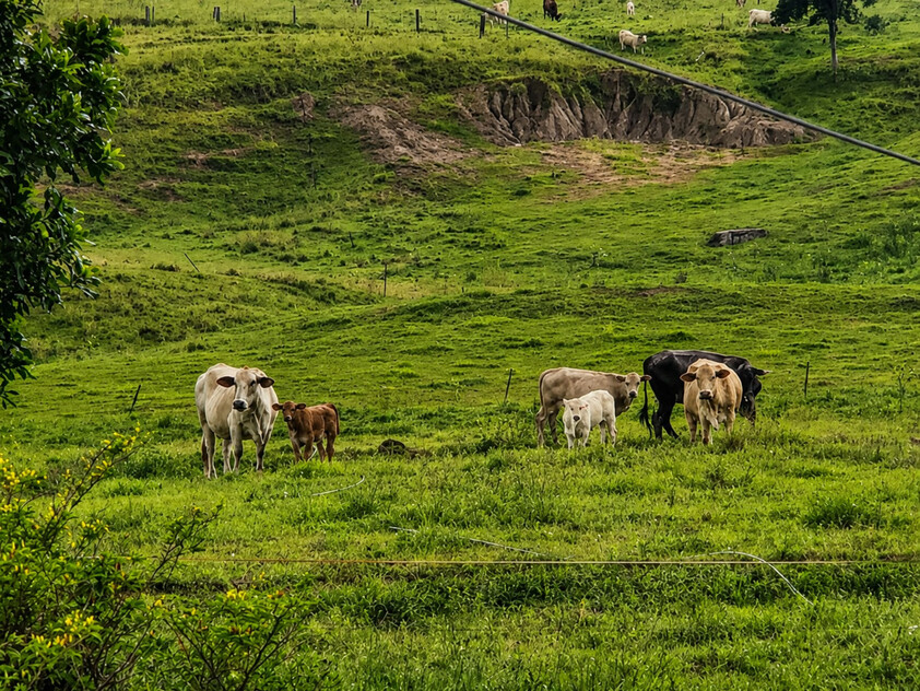 'Rosehill" 240 Acre Water-Secure Intensive Cattle & Fodder Enterprise Glen Echo Gympie Region Queensland - Family Owned since 1958.