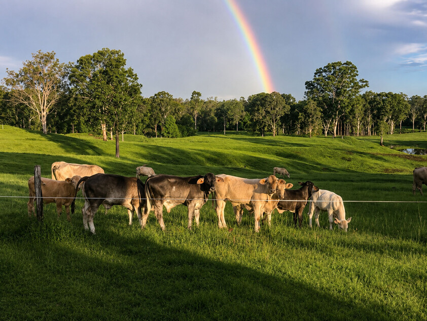 'Rosehill" 240 Acre Water-Secure Intensive Cattle & Fodder Enterprise Glen Echo Gympie Region Queensland - Family Owned since 1958.