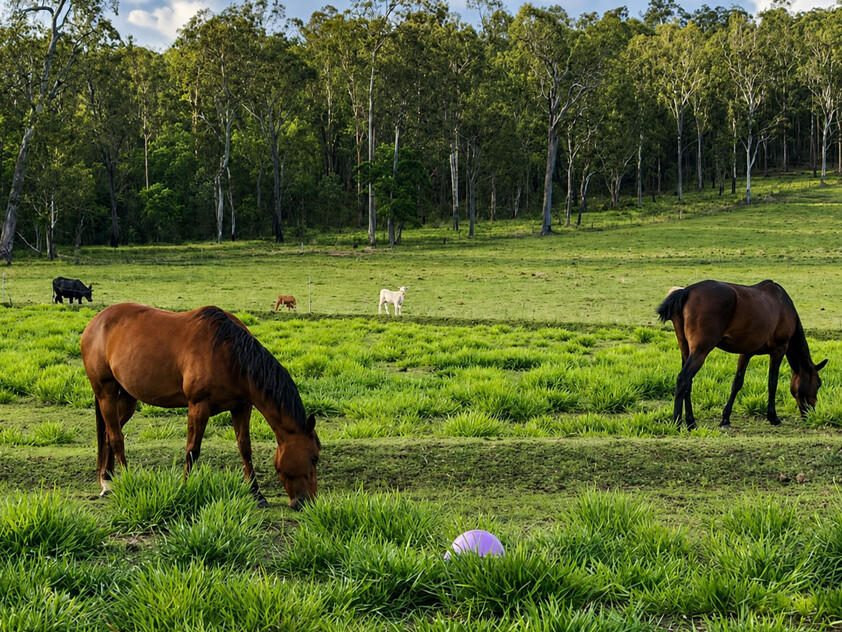 'Rosehill" 240 Acre Water-Secure Intensive Cattle & Fodder Enterprise Glen Echo Gympie Region Queensland - Family Owned since 1958.