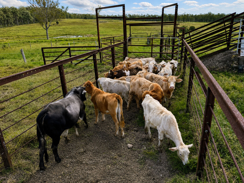 'Rosehill" 240 Acre Water-Secure Intensive Cattle & Fodder Enterprise Glen Echo Gympie Region Queensland - Family Owned since 1958.