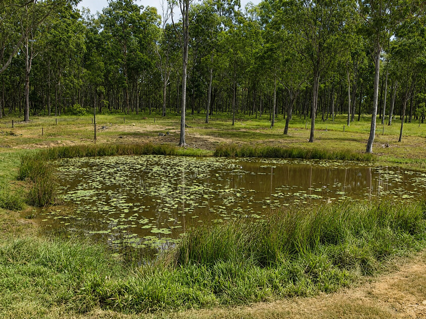 'Rosehill" 240 Acre Water-Secure Intensive Cattle & Fodder Enterprise Glen Echo Gympie Region Queensland - Family Owned since 1958.