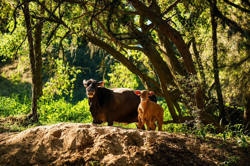 'Rosehill" 240 Acre Water-Secure Intensive Cattle & Fodder Enterprise Glen Echo Gympie Region Queensland - Family Owned since 1958.