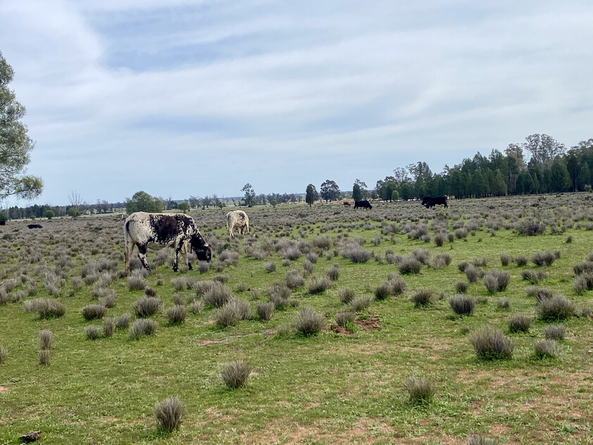 1,350 ACRES | 650 ACRES ARABLE | 24" RAINFALL | MIXED FARMING | GRAZING