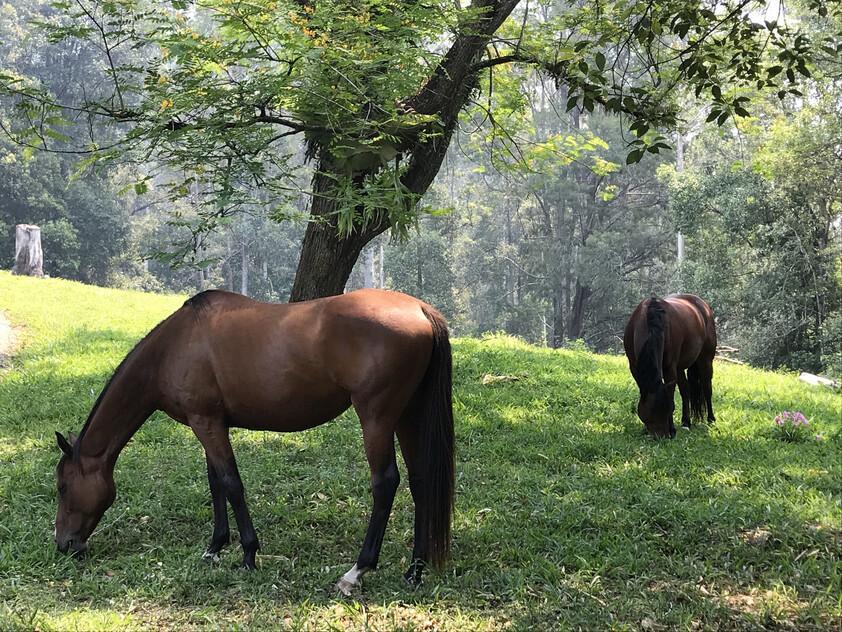 Private 63-Acre Self-Sufficient Sanctuary in the Kalang Valley