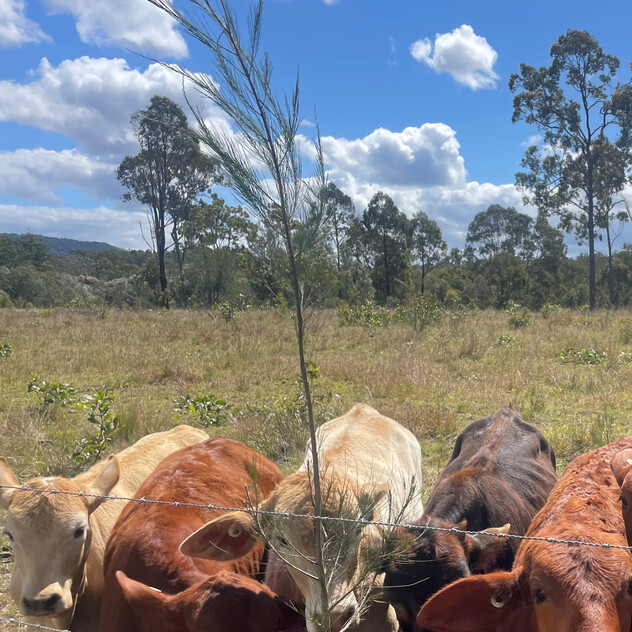 Established Rural Income Opportunity with Lifestyle Appeal
