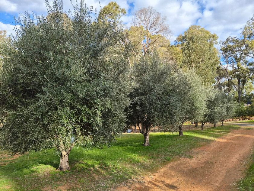 Tree change and serenity in Dwellingup