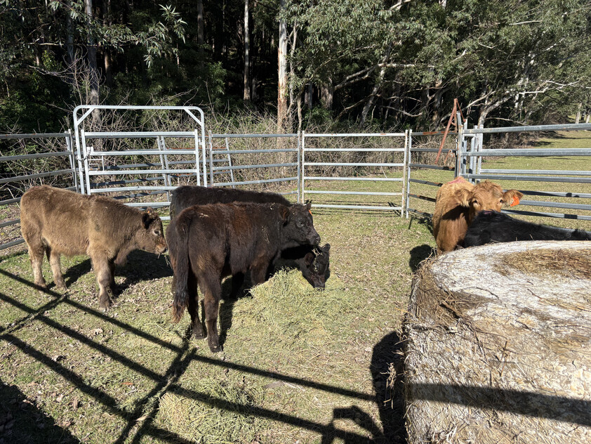 Land for Sale Kangaroo valley NSW