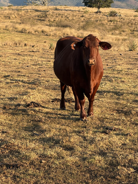 Cattle Grazing Opportunity 360.475 Ha (890.75 Acres); Seqwater Lease Kennedys Road, Winya, QLD 4515