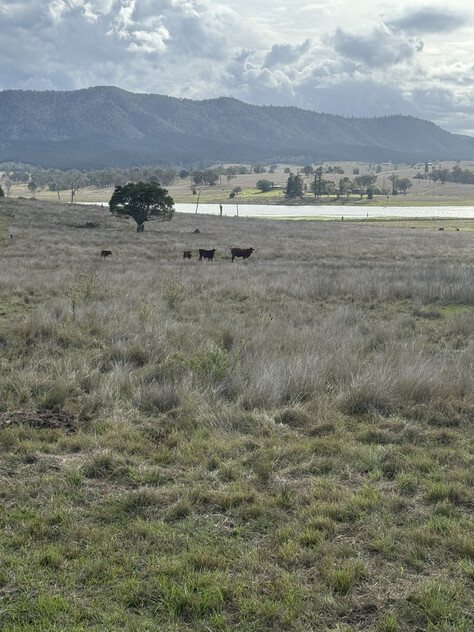 Cattle Grazing Opportunity 360.475 Ha (890.75 Acres); Seqwater Lease Kennedys Road, Winya, QLD 4515