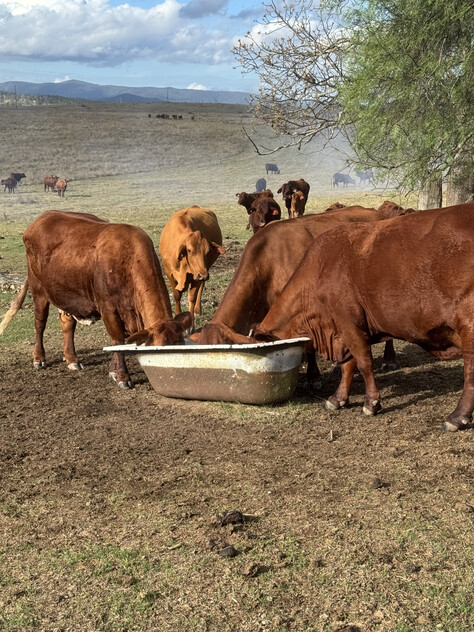 Cattle Grazing Opportunity 360.475 Ha (890.75 Acres); Seqwater Lease Kennedys Road, Winya, QLD 4515