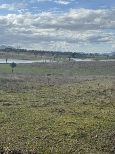Cattle Grazing Opportunity 360.475 Ha (890.75 Acres); Seqwater Lease Kennedys Road, Winya, QLD 4515